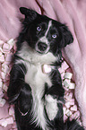 Miniature Australian Shepherd Hndin