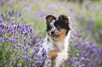 Miniature Australian Shepherd Welpe