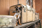 junger Miniature Australian Shepherd