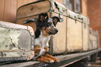junger Miniature Australian Shepherd