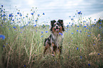 Miniature Australian Shepherd