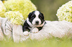 3 Wochen alter Miniature Australian Shepherd