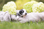 3 Wochen alter Miniature Australian Shepherd
