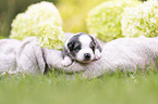3 Wochen alter Miniature Australian Shepherd