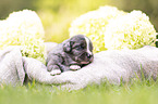 3 Wochen alter Miniature Australian Shepherd