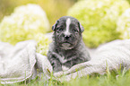 3 Wochen alter Miniature Australian Shepherd