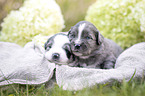 3 Wochen alter Miniature Australian Shepherd