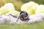 3 Wochen alter Miniature Australian Shepherd