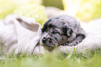 3 Wochen alter Miniature Australian Shepherd