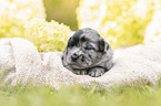 3 Wochen alter Miniature Australian Shepherd
