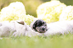 3 Wochen alter Miniature Australian Shepherd