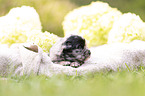 3 Wochen alter Miniature Australian Shepherd