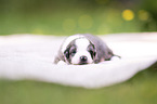 3 Wochen alter Miniature Australian Shepherd