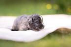 3 Wochen alter Miniature Australian Shepherd