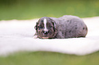 3 Wochen alter Miniature Australian Shepherd