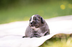 3 Wochen alter Miniature Australian Shepherd