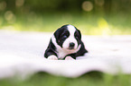 3 Wochen alter Miniature Australian Shepherd