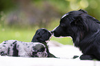 3 Wochen alter Miniature Australian Shepherd