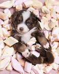 4 Wochen alter Miniature Australian Shepherd Welpe