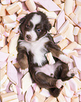 4 Wochen alter Miniature Australian Shepherd Welpe