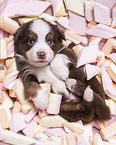 4 Wochen alter Miniature Australian Shepherd Welpe