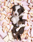 4 Wochen alter Miniature Australian Shepherd Welpe