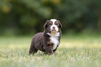 4 Wochen alter Miniature Australian Shepherd Welpe