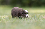 4 Wochen alter Miniature Australian Shepherd Welpe