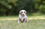 4 Wochen alter Miniature Australian Shepherd Welpe