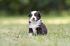 4 Wochen alter Miniature Australian Shepherd Welpe