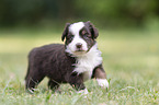 4 Wochen alter Miniature Australian Shepherd Welpe