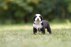 4 Wochen alter Miniature Australian Shepherd Welpe