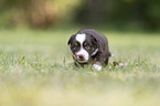 4 Wochen alter Miniature Australian Shepherd Welpe