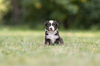 4 Wochen alter Miniature Australian Shepherd Welpe