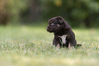 4 Wochen alter Miniature Australian Shepherd Welpe