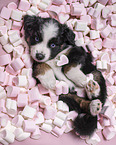 5 Wochen alter Miniature Australian Shepherd Welpe