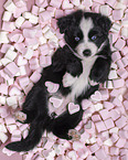 5 Wochen alter Miniature Australian Shepherd Welpe