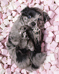 5 Wochen alter Miniature Australian Shepherd Welpe