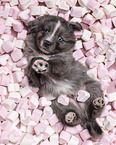 5 Wochen alter Miniature Australian Shepherd Welpe