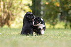 5 Wochen alter Miniature Australian Shepherd Welpe