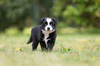5 Wochen alter Miniature Australian Shepherd Welpe