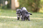 5 Wochen alter Miniature Australian Shepherd Welpe