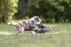 5 Wochen alter Miniature Australian Shepherd Welpe