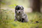 4 Wochen alter Miniature Australian Shepherd Welpe