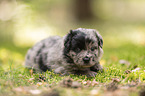 4 Wochen alter Miniature Australian Shepherd Welpe