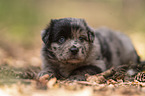 4 Wochen alter Miniature Australian Shepherd Welpe