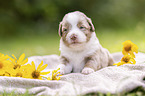 3 Wochen alter Miniature Australian Shepherd Welpe