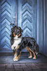 Miniature Australian Shepherd