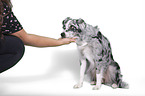 Miniature Australian Shepherd