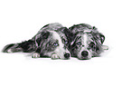Miniature Australian Shepherd